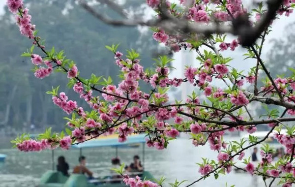 一树树桃花千姿百态,粉白相映,漫步此间,好一幅人间美景.