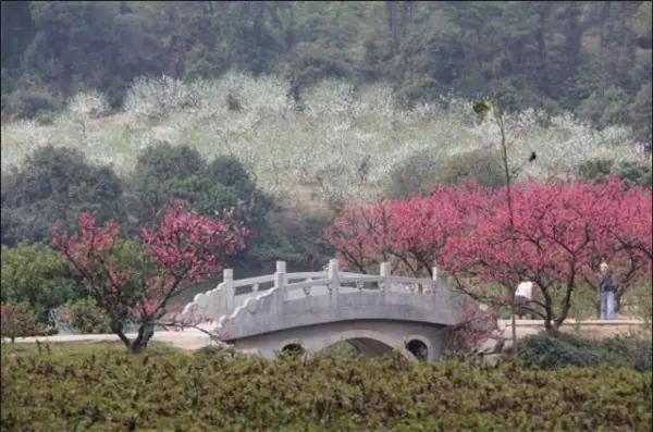 广东各地桃花盛开,哪一处最合你心意?