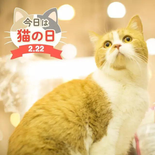 日本的猫咪经济学超过国民偶像AKB48的消费