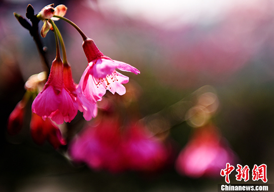 阳光灿烂春暖花开 重庆市民纷纷走出户外赏花