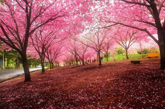 自然风情:来自世界各地的樱花胜景(组图)