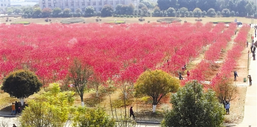 广西桂林游客为看桃花翻围墙进监狱小区(图)