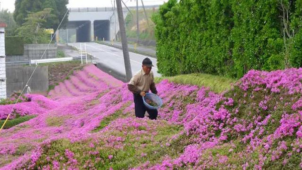 我的世界花海种子