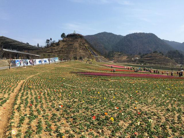 旅游 正文  贵定金海雪山·四季花谷景区总占地面积1100余亩,总投资5