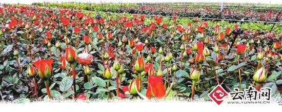 突出高原严把质量临沂特色特色农业美食赢得市场万达玉溪图片