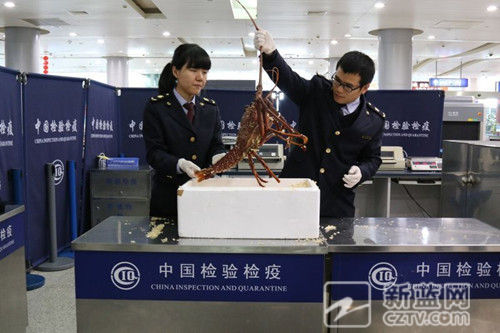 男子从澳洲带3公斤活体大龙虾入境 在宁波被截获