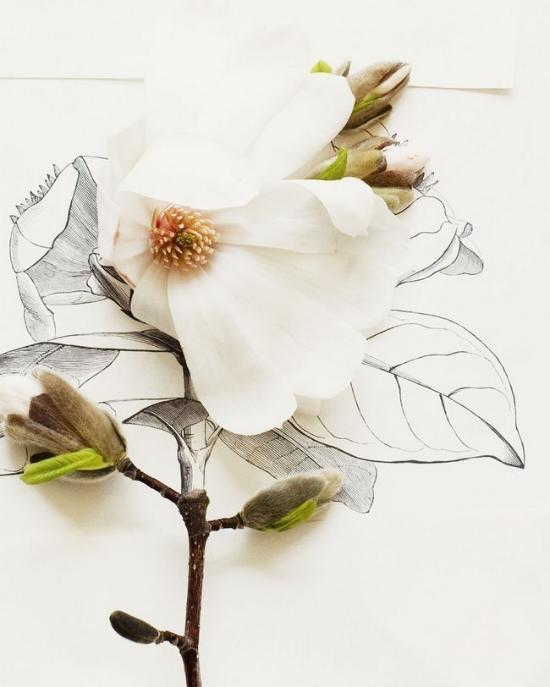 将艳丽盛放的花朵与简单清新的插画结合,这独特的创意和巧妙的搭配