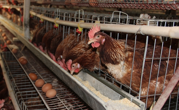 蛋鸡养殖利润分析和成本预算