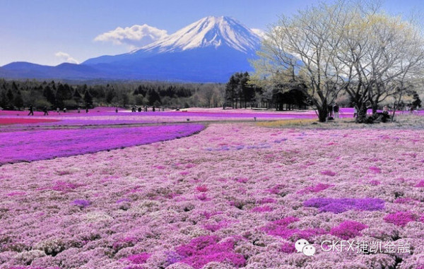 GKFX捷凯金融推出最美樱花之旅免费日本双人游