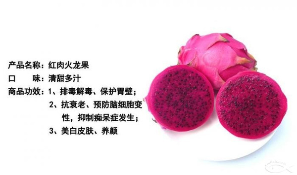 火龙果种植美女图片图片_火龙果种植美女图片图片 ...