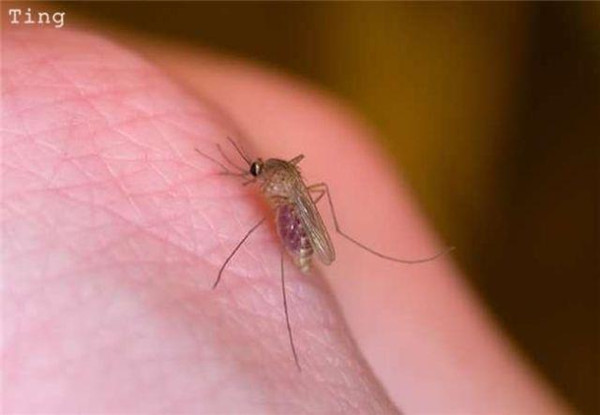 蚊子为什么不能灭绝
