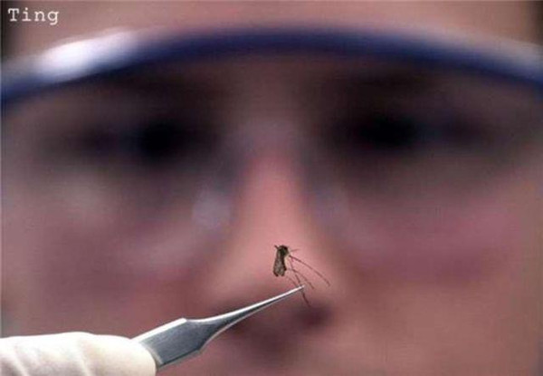 蚊子为什么不能灭绝