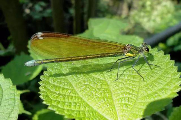 蜻蜓的稚虫 蜻蜓成虫的复眼极其发达,行动迅速敏捷,在飞行中捕食蚊,蝇