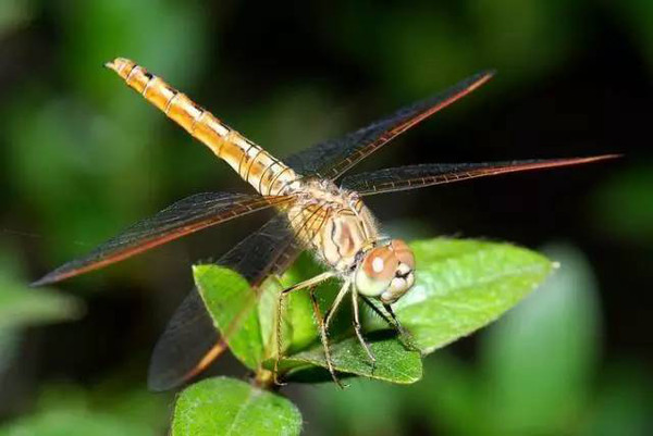 杭州植物园的蜻蜓,蜻蜓的蜻组词,蜻蜓和蚂蚁阅读答案,2015蜻蜓空中