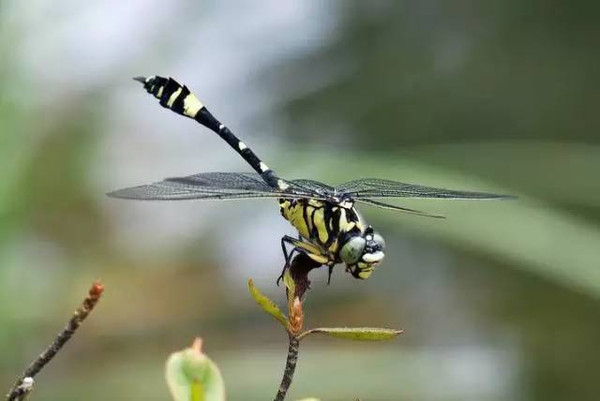 水面飞行,突然用尾部碰触水面,同时将卵排出蜻蜓目属不完全变态昆虫