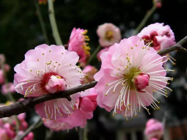 人工培育而成的游龙梅 还有的梅花叫做"台阁梅",这是一朵花的中心又