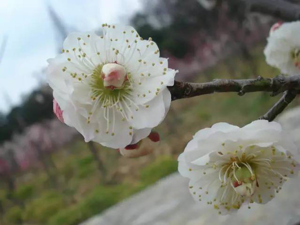 人工培育而成的游龙梅 还有的梅花叫做"台阁梅",这是一朵花的中心又