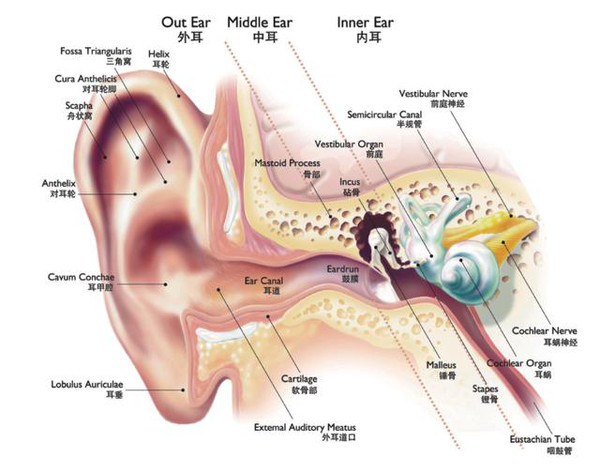 电子耳蜗,先天性耳聋患儿的福音