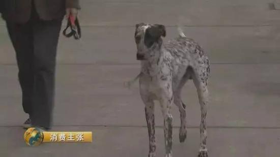 央视曝58同城赶集网宠物骗局：千元买名犬收土狗