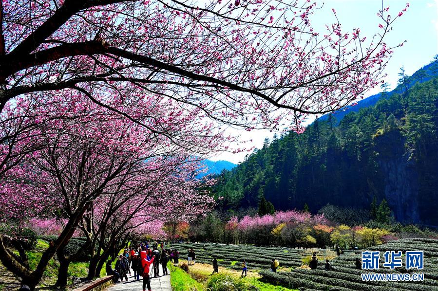 初春赏樱花 美不胜收(组图),日本几月赏樱花最