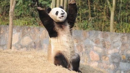 中国两只大熊猫将搭专机赴韩 入驻3300平别墅
