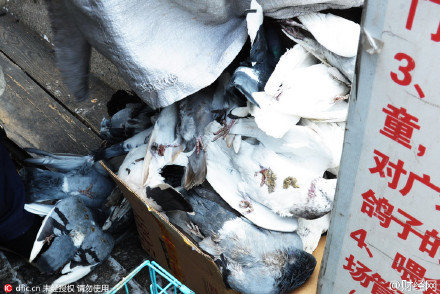 哈尔滨广场100多只鸽子被喂毒小米死亡