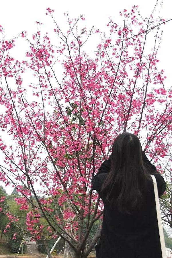 赏花必学拍照技巧,女神或女汉子就在一线之间