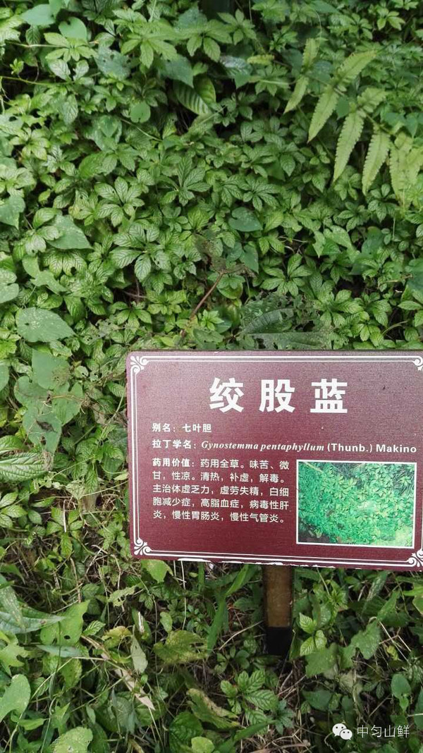 建议 绞股蓝泡水喝一定要用开水泡,水温高有利于有效物质的溶解,注意