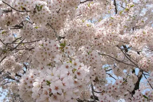 又是一年赏花季节,日本关西樱花开放季节,北海