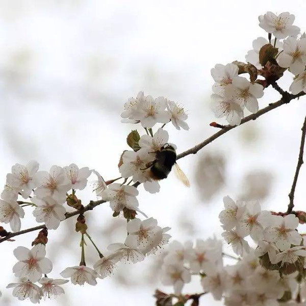 又是一年赏花季节,日本关西樱花开放季节,北海