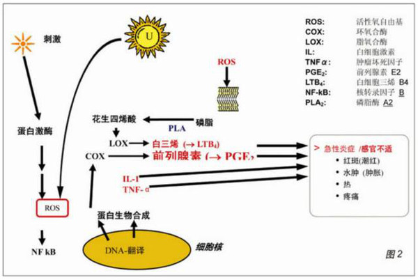 过敏反应的原理_过敏的原理,专业知识,值得一学