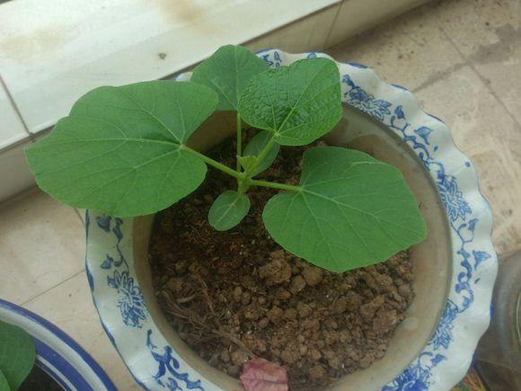 图文记录自己亲手种的手捻葫芦成长记