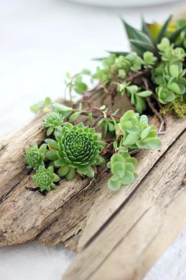 多肉植物,绿植界的百搭款,充满无限可能!