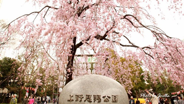 跟着樱花去日本,一路粉下去~