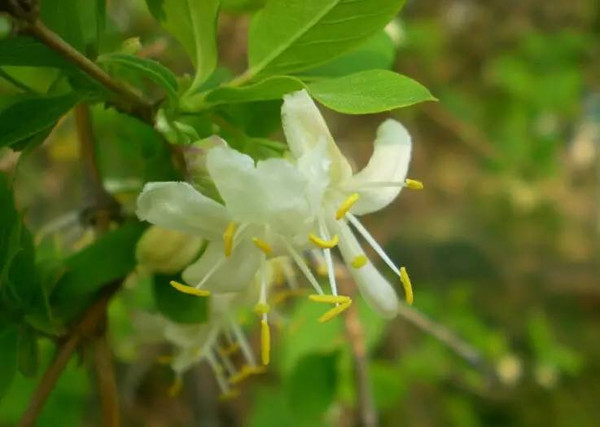 【微扬州】又是一年春来到,来瘦西湖看花花世