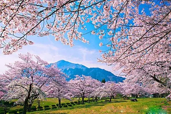2016年日本最美的樱花,都在这里了!