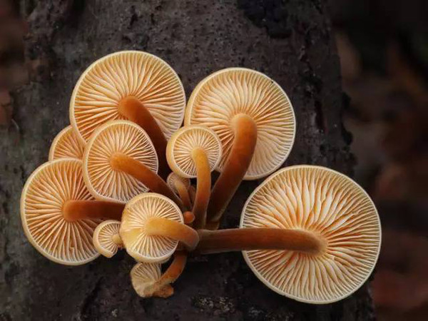和其他蘑菇大多食用菌伞不同,金针菇主要食用的是菌柄.