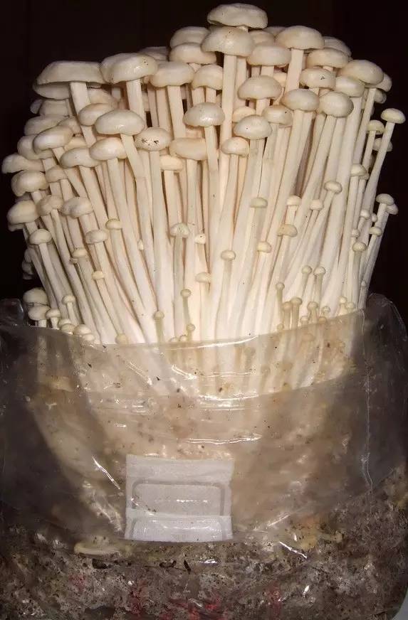 金针菇的菌袋种植.图片:medicalmushrooms.net