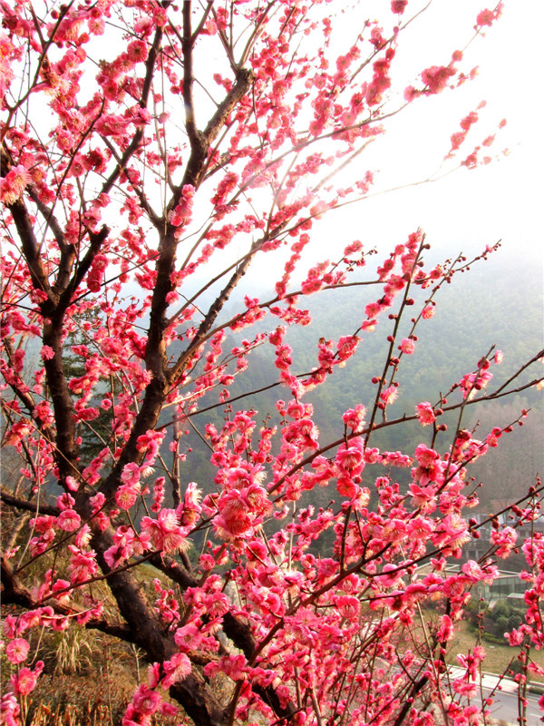 黄山花谷梅花开