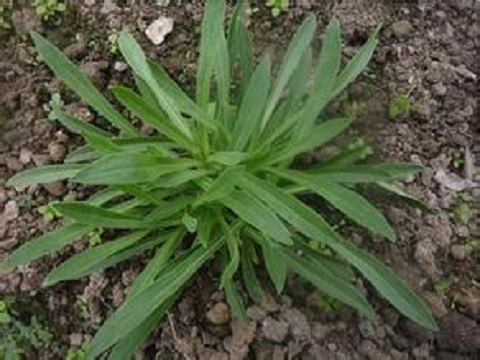 面条菜因叶片细长,形似面条而得名,对治疗高血糖,高血压,高血脂等疾病