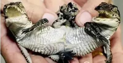 【生物奇闻】那些人间罕见的双头动物