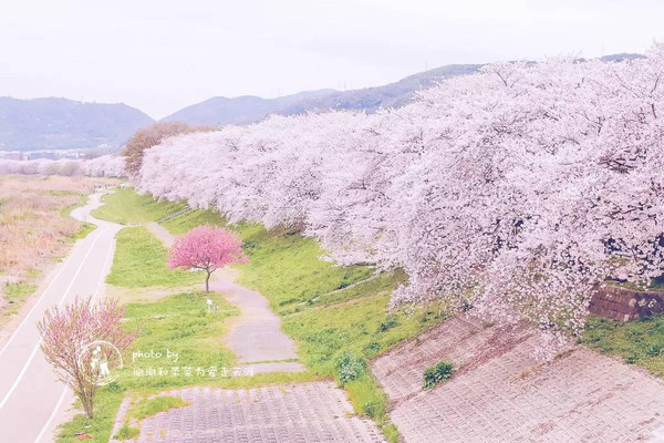 4月4日,樱花满开|2016[京都の樱]旅行摄影课