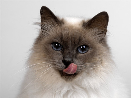 猫胺知识篇:猫安膏和猫安粉哪个好