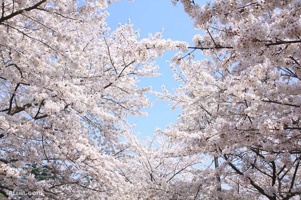 2016年武大樱花节,你准备好去看了没?