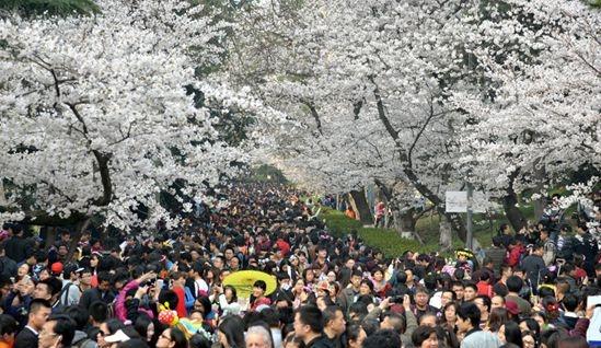 2016年武大樱花节,你准备好去看了没?