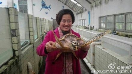 黄细花说,以惠东海龟保护区为例,历史上年上岸海龟曾多达500头,但近十年上岸产卵的海龟年平均数仅约3头。2015年,只有2只海龟上岸产卵,而孵出海龟的畸形率达到10%。 @黄细花 图
