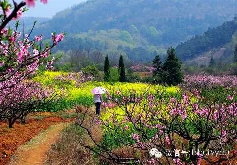 鹤庆县新闻网 再过几天,溧水这些地方就要美绝了!