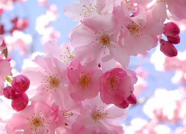 每年的3月底到4月中旬,是樱花绚烂绽放的最美时刻,这个时候世界各地