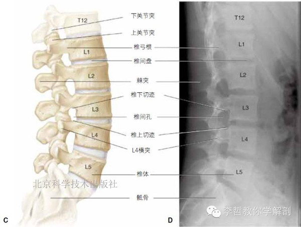 胸椎-腰椎-骶骨-尾骨的基础解剖学---lww解剖学精要图谱剧透篇(三)