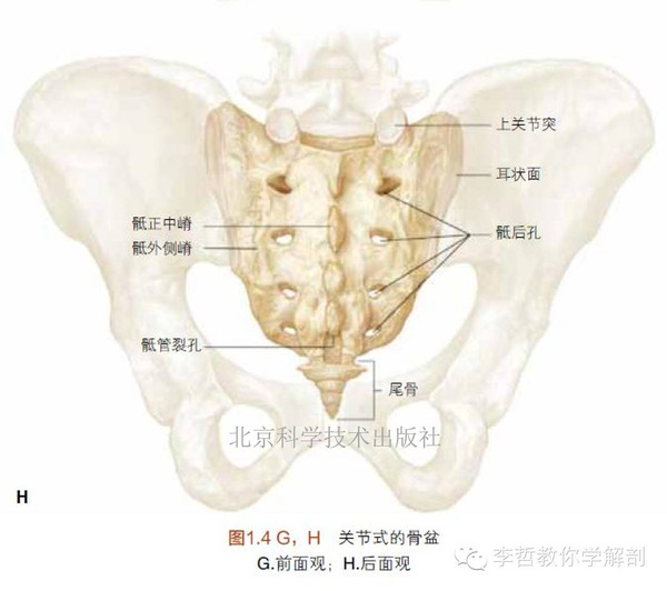 胸椎-腰椎-骶骨-尾骨的基础解剖学---lww解剖学精要图谱剧透篇(三)